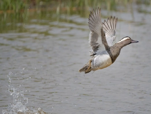 Garganey